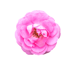 Golisoda USA rose - Premium Indian Marble Soda Ingredient